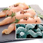 Le danger Campylobacter, attention aux bonnes pratiques !