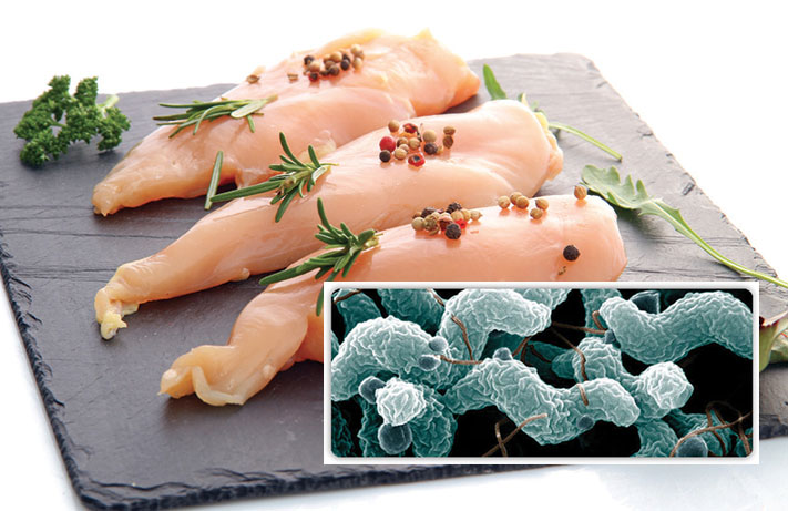 Le danger Campylobacter, attention aux bonnes pratiques !