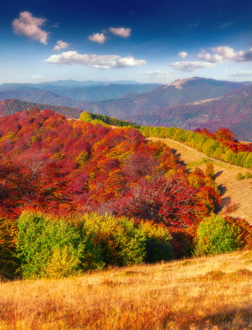 Forêts et montagnes