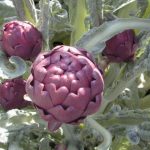 L’achat local de fruits et légumes en Occitanie