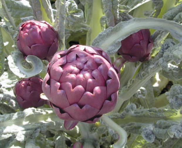 L’achat local de fruits et légumes en Occitanie