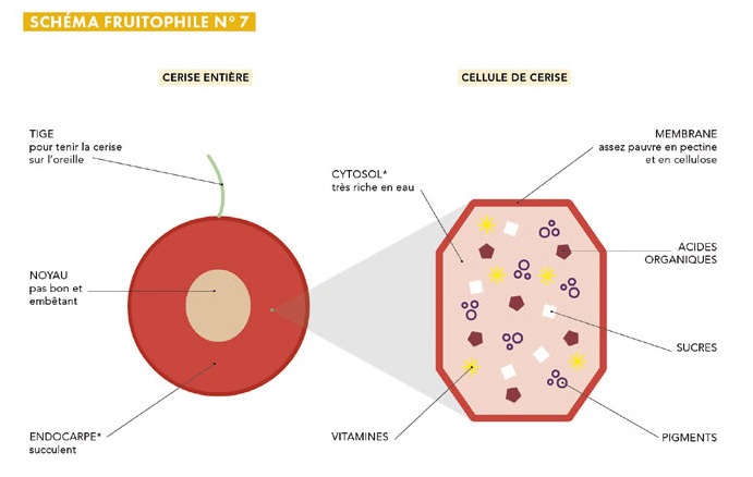 Explorer la riche galaxie des fruits