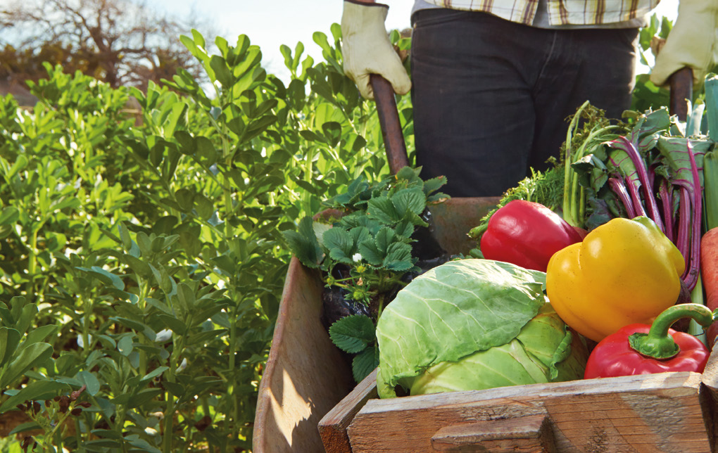 Chef de projet en Alimentation durable, un diplôme pour accompagner les collectivités et les territoires